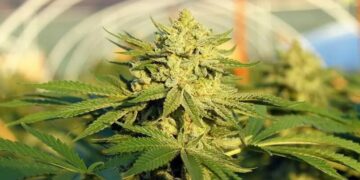 Aseguran que Argentina tiene un gran potencial para el crecimiento de la industria cannábica