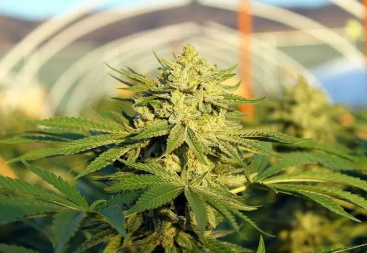 Aseguran que Argentina tiene un gran potencial para el crecimiento de la industria cannábica
