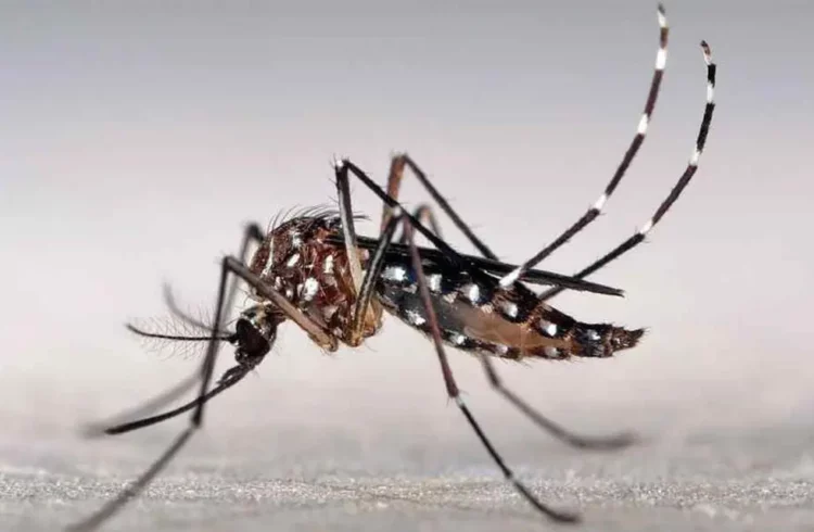 Nuevo reporte: en una semana hubo 906 nuevos casos de dengue en Córdoba