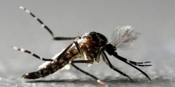 Ya son al menos 32 los muertos por dengue en Argentina y los casos siguen en aumento