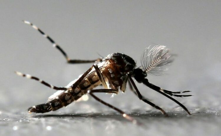 Ya son al menos 32 los muertos por dengue en Argentina y los casos siguen en aumento