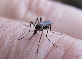 Salud actualizó la situación epidemiológica de dengue y chikungunya en Argentina