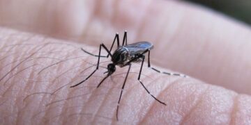 Salud actualizó la situación epidemiológica de dengue y chikungunya en Argentina