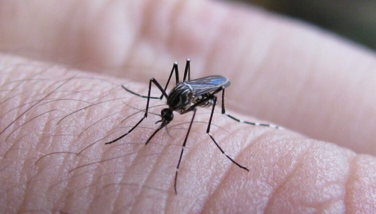 Salud actualizó la situación epidemiológica de dengue y chikungunya en Argentina