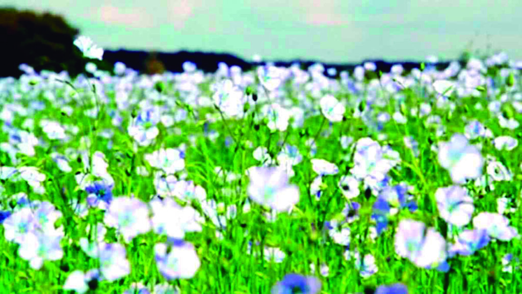 Respiro un campo de lino, de Nélida Cañas