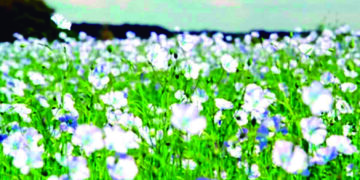 Respiro un campo de lino, de Nélida Cañas