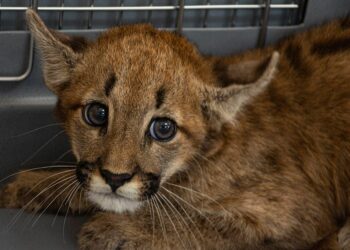 Encuentran un cachorro de puma en un campo de Cintra