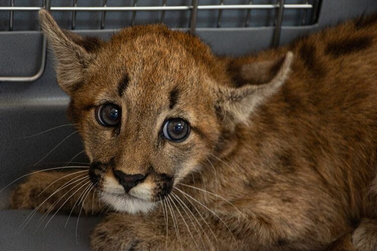 Encuentran un cachorro de puma en un campo de Cintra