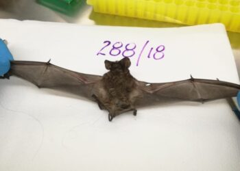 Uno por uno, los consejos difundió Salud para evitar la rabia