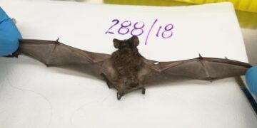 Uno por uno, los consejos difundió Salud para evitar la rabia