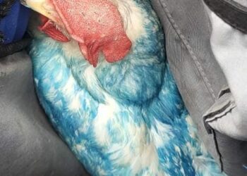 La Policía secuestró en Alta Córdoba a una gallina pintada de azul y varios globos con fernet