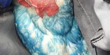 La Policía secuestró en Alta Córdoba a una gallina pintada de azul y varios globos con fernet