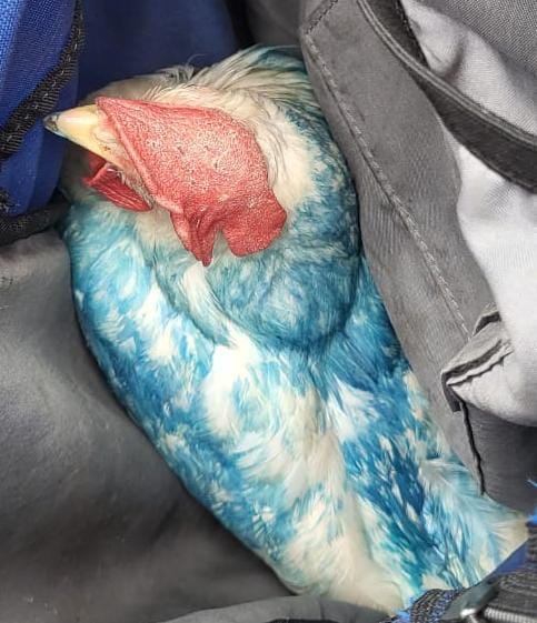 La Policía secuestró en Alta Córdoba a una gallina pintada de azul y varios globos con fernet