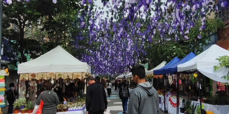 Conocé el “Paseo Sucucactuseando”, un tesoro escondido para los amantes de las plantas