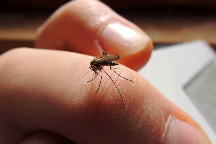 Confirmaron más de 56.000 casos de dengue y más de 1.200 de chikungunya en todo el país