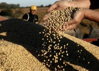 “Dólar agro”: exportadoras liquidaron US$ 106 millones