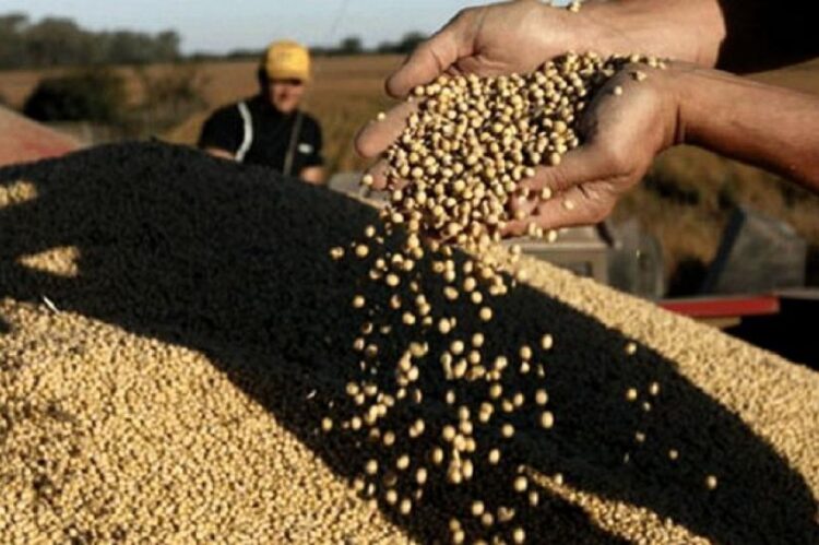 “Dólar agro”: exportadoras liquidaron US$ 106 millones