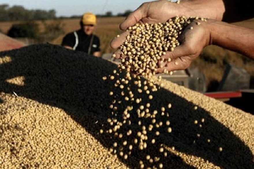 “Dólar agro”: exportadoras liquidaron US$ 106 millones