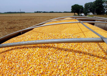 La AFIP decomisó 1.700 toneladas de maíz provenientes de un feedlot ubicado en Córdoba