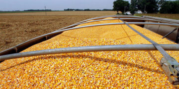 La AFIP decomisó 1.700 toneladas de maíz provenientes de un feedlot ubicado en Córdoba