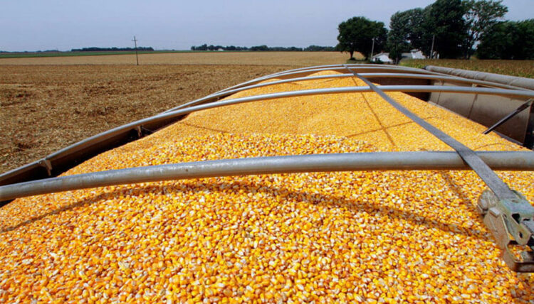 La AFIP decomisó 1.700 toneladas de maíz provenientes de un feedlot ubicado en Córdoba