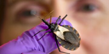 La enfermedad de Chagas mata a 10.000 personas al año en América Latina