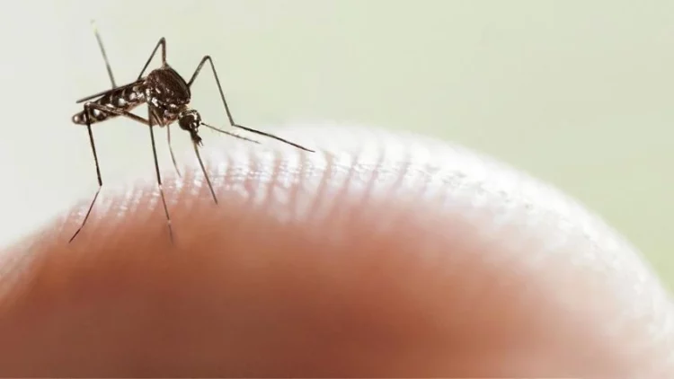 Confirmaron una muerte por dengue en Córdoba
