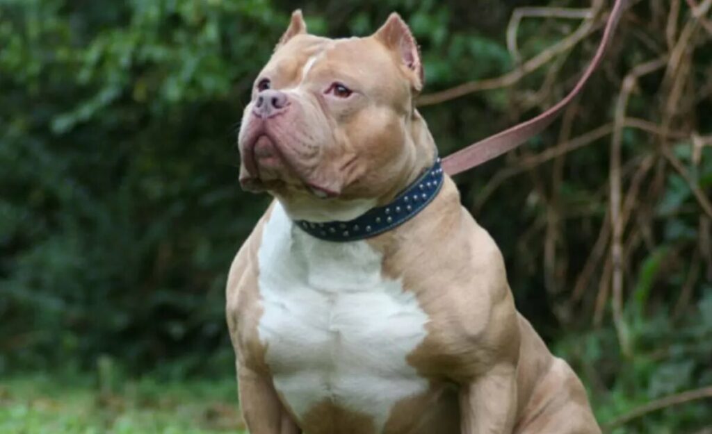 Imputan al propietario de dos pitbulls que atacaron brutalmente a una mujer