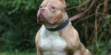 Imputan al propietario de dos pitbulls que atacaron brutalmente a una mujer