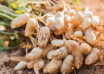 Anunciaron la lista de productos regionales que podrán acceder al «dólar agro»