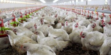 Piden diez años de prisión para un dueño de criadero de pollos por explotación laboral