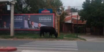 Un toro suelto en las calles de la ciudad sorprendió a los vecinos
