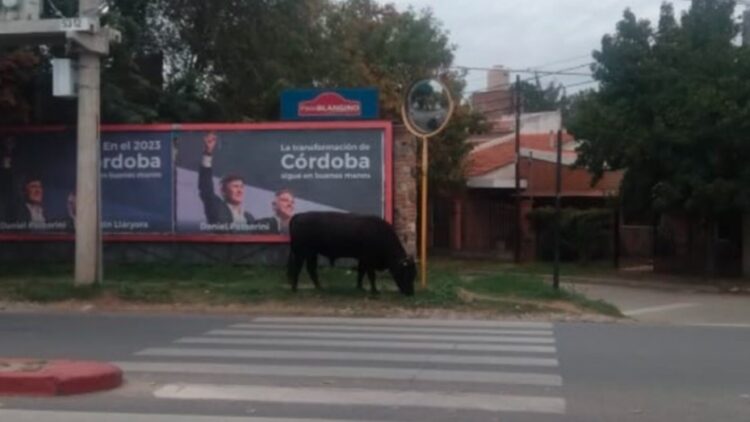 Un toro suelto en las calles de la ciudad sorprendió a los vecinos