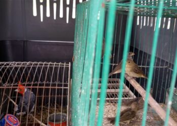 Rescatan a 30 aves silvestres que estaban a la venta en Arroyito