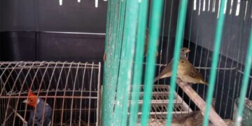 Rescatan a 30 aves silvestres que estaban a la venta en Arroyito