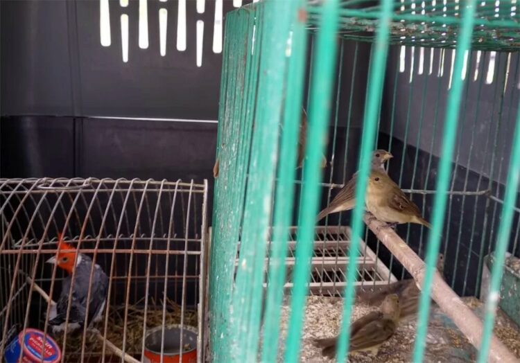 Rescatan a 30 aves silvestres que estaban a la venta en Arroyito