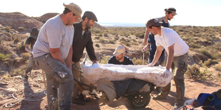 Descubren una nueva especie de dinosaurio gigante de 90 millones de años en Río Negro