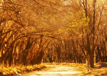 Con colores ocres y radiantes, estos son los lugares cordobeses más idóneos para pasear en otoño