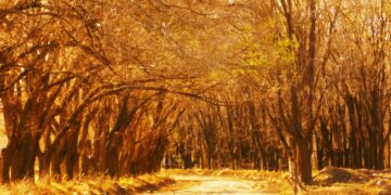 Con colores ocres y radiantes, estos son los lugares cordobeses más idóneos para pasear en otoño