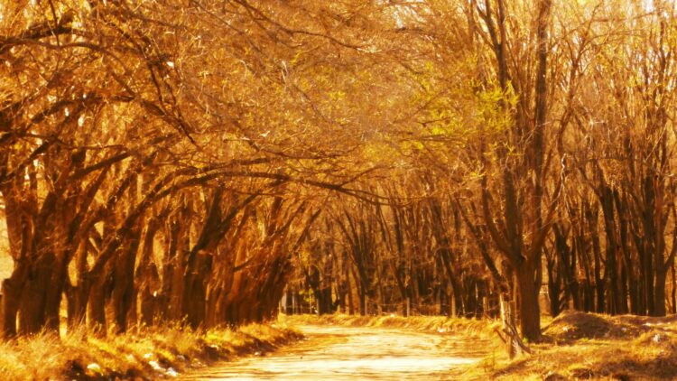 Con colores ocres y radiantes, estos son los lugares cordobeses más idóneos para pasear en otoño