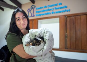 Continúa a buen ritmo la castración de animales en los centros gratuitos de la ciudad