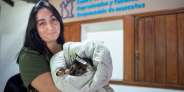 Continúa a buen ritmo la castración de animales en los centros gratuitos de la ciudad