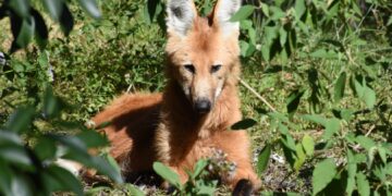Un aguará guazú fue visto en el sureste provincial, qué hacer ante su presencia