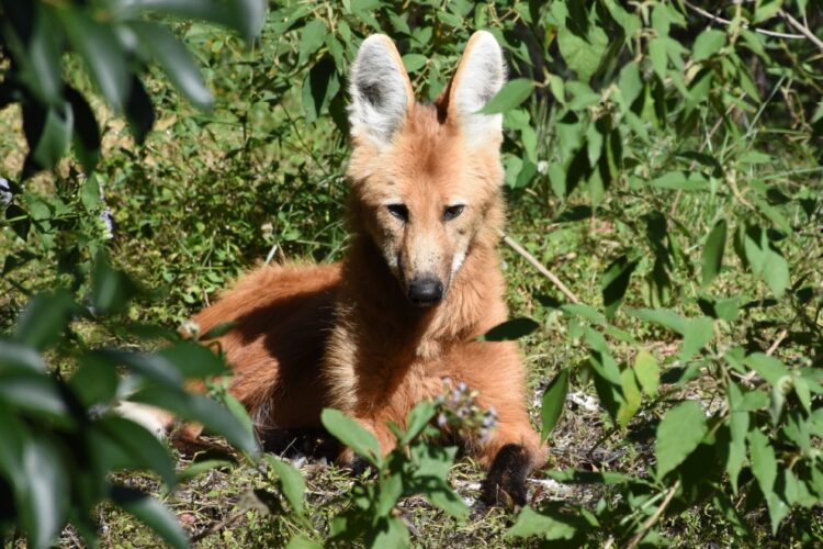 Un aguará guazú fue visto en el sureste provincial, qué hacer ante su presencia