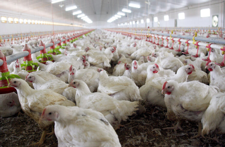 Se anunciaron medidas de apoyo para productores avícolas y tamberos