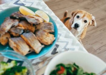 ¿Qué comidas de humanos son recomendadas para los perros?
