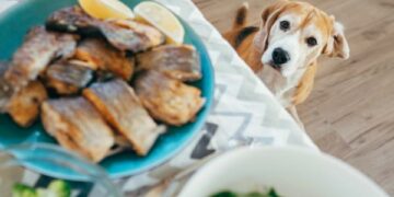 ¿Qué comidas de humanos son recomendadas para los perros?