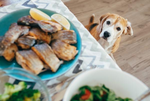 ¿Qué comidas de humanos son recomendadas para los perros?