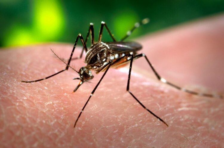 Continúan en descenso los casos de dengue en la provincia