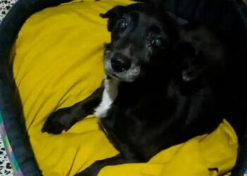 «Lola», la valiente perrita que se extravió en Urca y reapareció misteriosamente en Jujuy